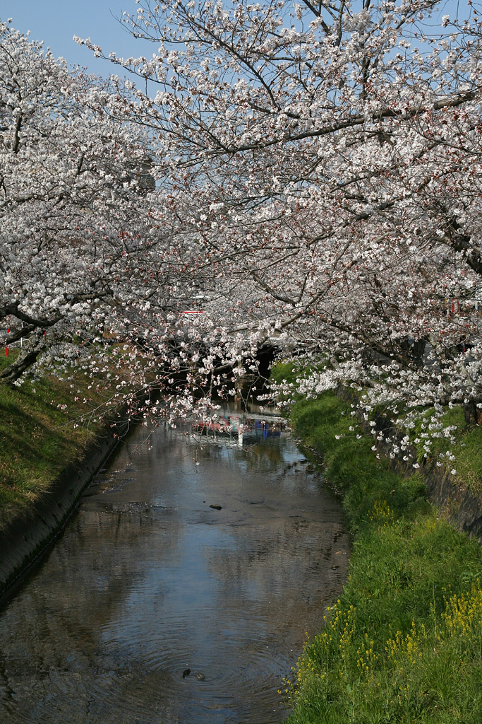 桜祭り　その3_d0148060_19224321.jpg