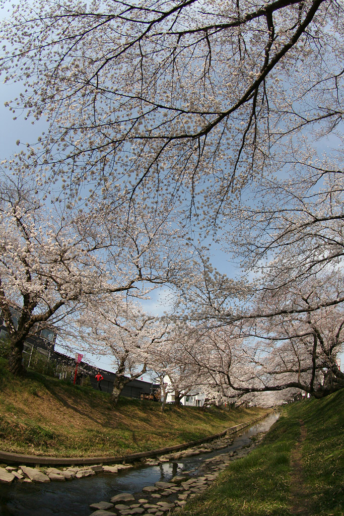 桜祭り　その3_d0148060_1942155.jpg