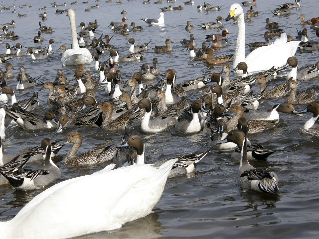 ウトナイ湖の白鳥 その2_d0153062_9374859.jpg