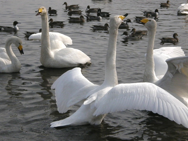 ウトナイ湖の白鳥 その2_d0153062_950176.jpg