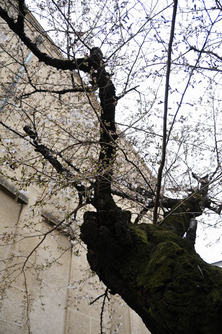 屋島寺の後ろの海の回廊の桜と倉敷の桜　✿ฺ´☆`✿ฺ　_a0031363_083881.jpg