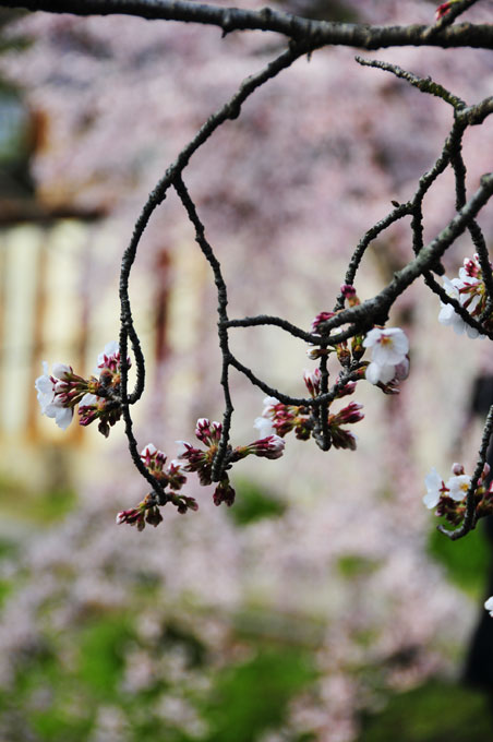 春は曙、卯月になった。京都の桜をアップ✿ฺ´☆`✿ฺ　_a0031363_11233530.jpg