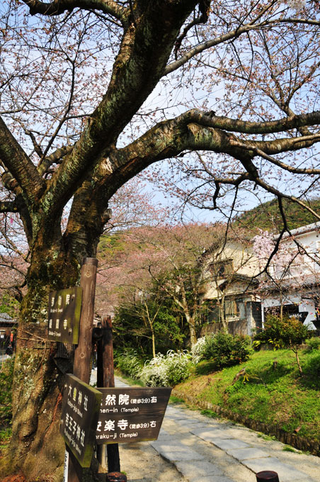 春は曙、卯月になった。京都の桜をアップ✿ฺ´☆`✿ฺ　_a0031363_1243564.jpg