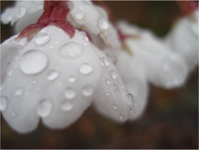 毎年恒例？また桜を撮りに行きました・雨天編_d0051963_23545298.jpg