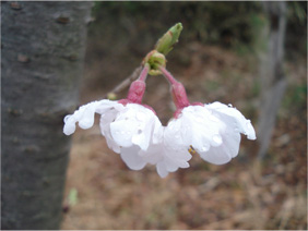 毎年恒例？また桜を撮りに行きました・雨天編_d0051963_2357521.jpg