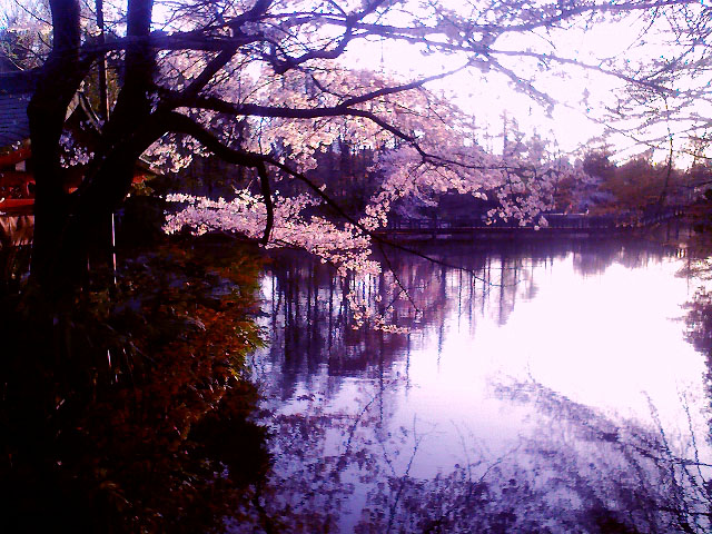 井の頭公園の桜_b0129766_7452460.jpg