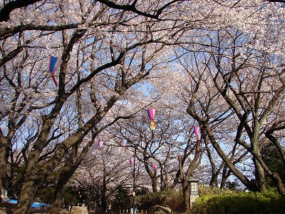 花便り　～江戸川橋から飛鳥山～_e0055176_23133527.jpg