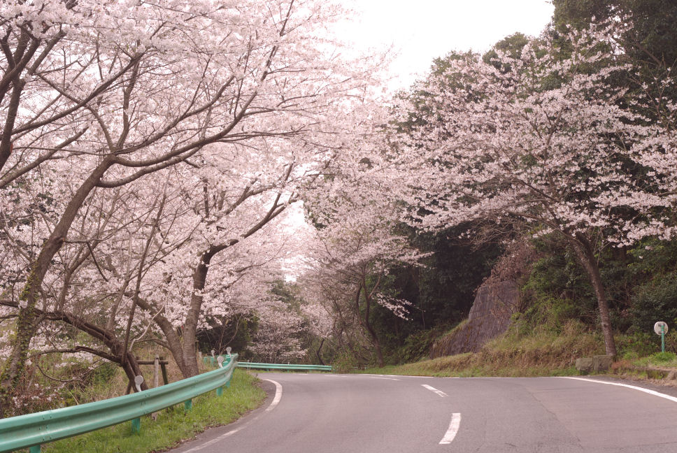 桜　満開_c0152288_22105721.jpg