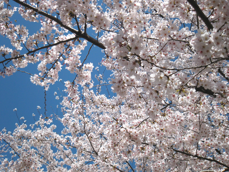 今日の井草森公園　4/1_c0079492_1861741.jpg