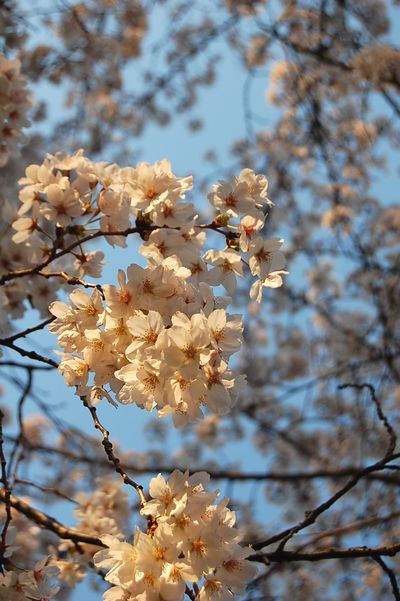 桜・さくら・サクラ　・・・　♪_e0045792_1391327.jpg