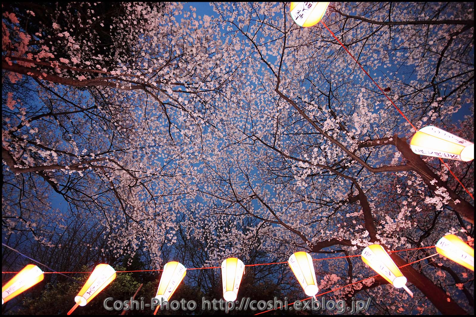 上野公園の夜桜・・・前編_a0110096_166620.jpg