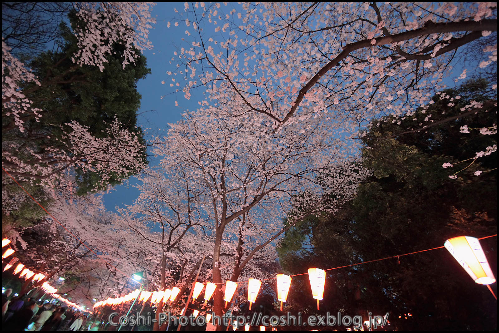 上野公園の夜桜・・・前編_a0110096_1673151.jpg