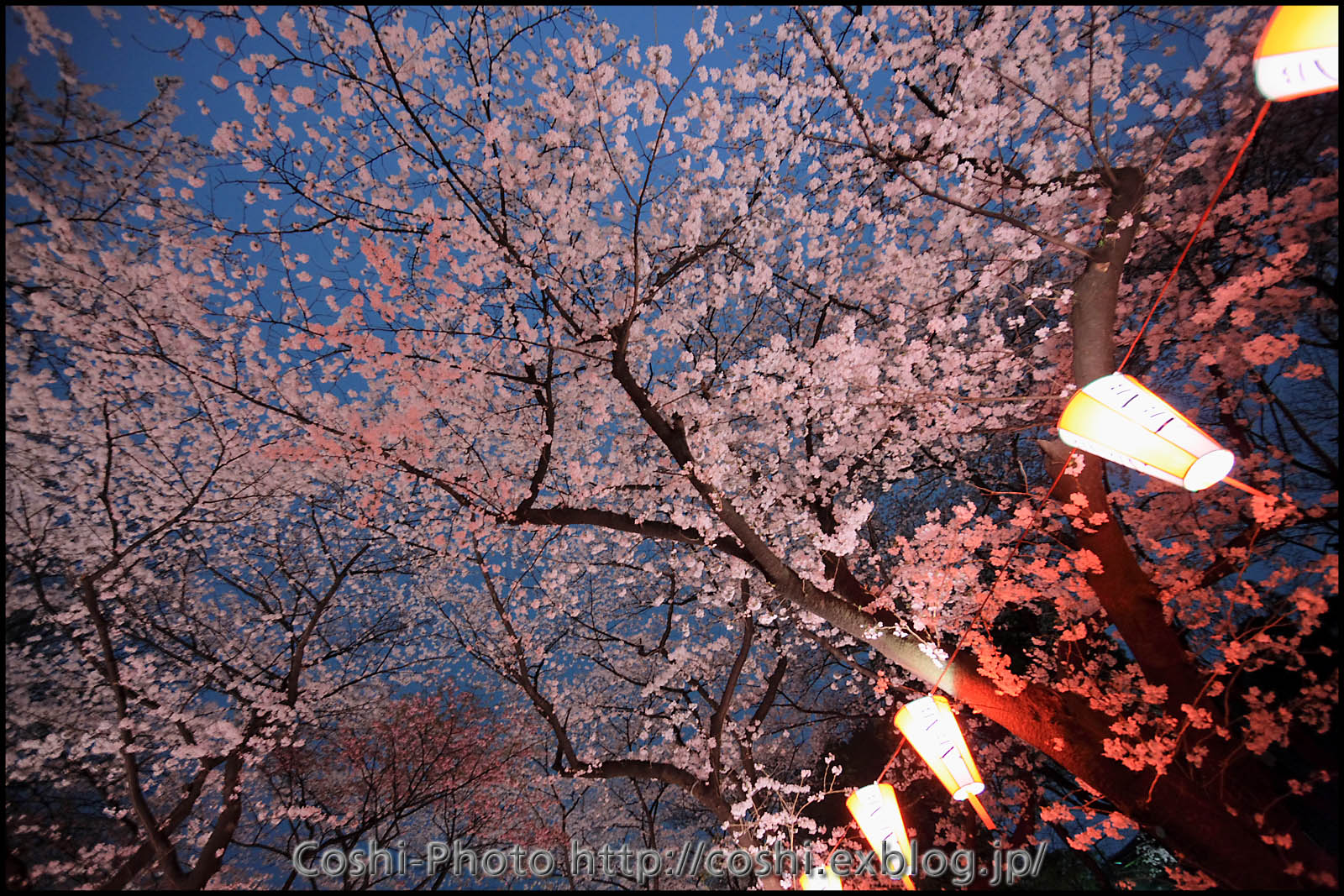 上野公園の夜桜・・・前編_a0110096_1674492.jpg