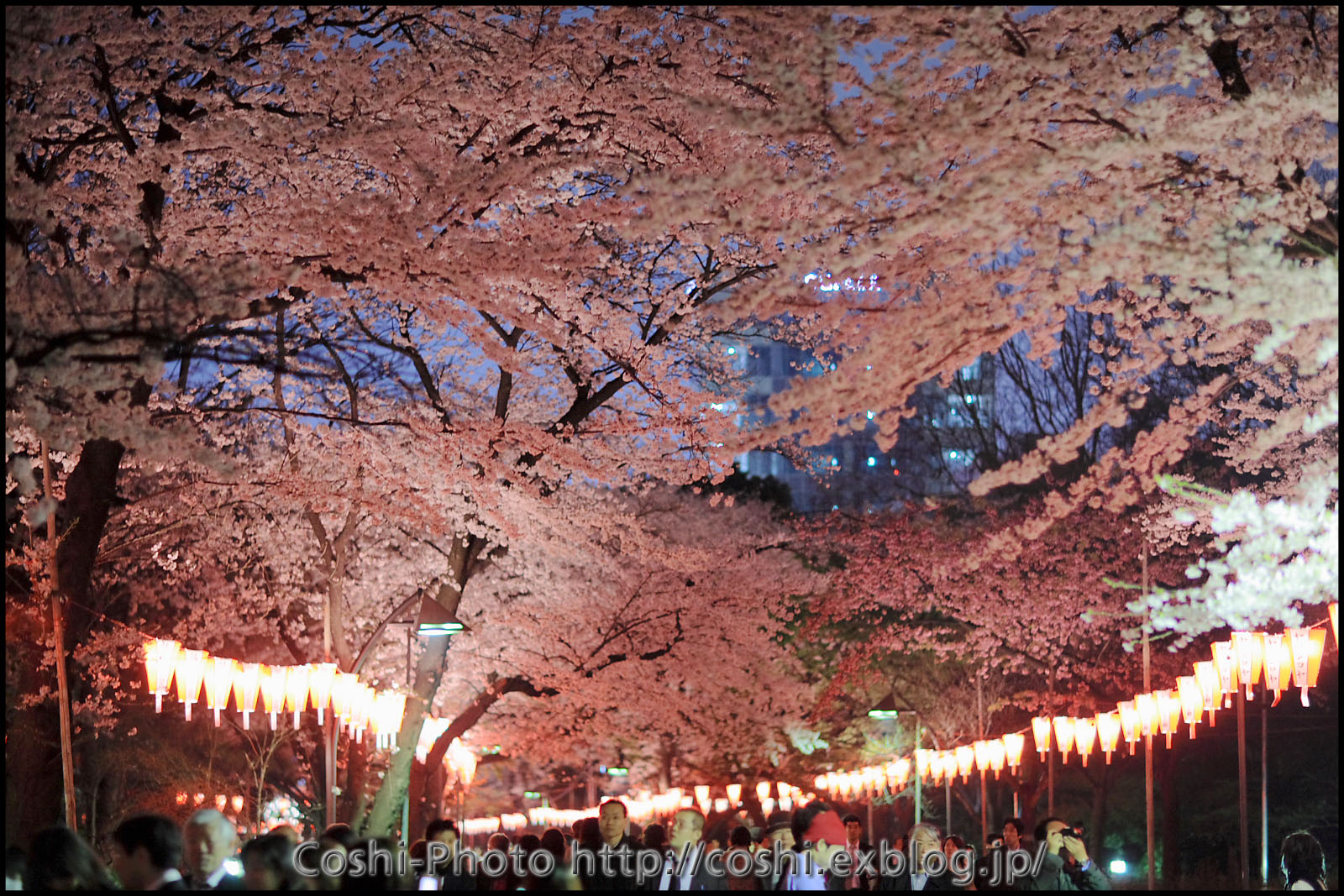 上野公園の夜桜・・・後編_a0110096_239654.jpg