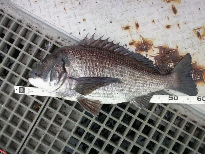 ★赤灯RFC最大魚★_e0147297_8564139.jpg