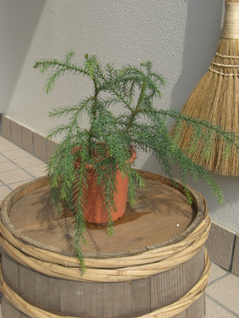 2008年年度の北のスギダラ_f0090602_17365289.jpg