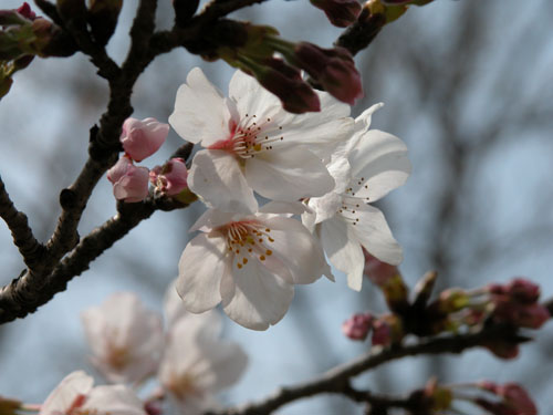 七瀬公園も桜が咲きました_b0014607_21201421.jpg