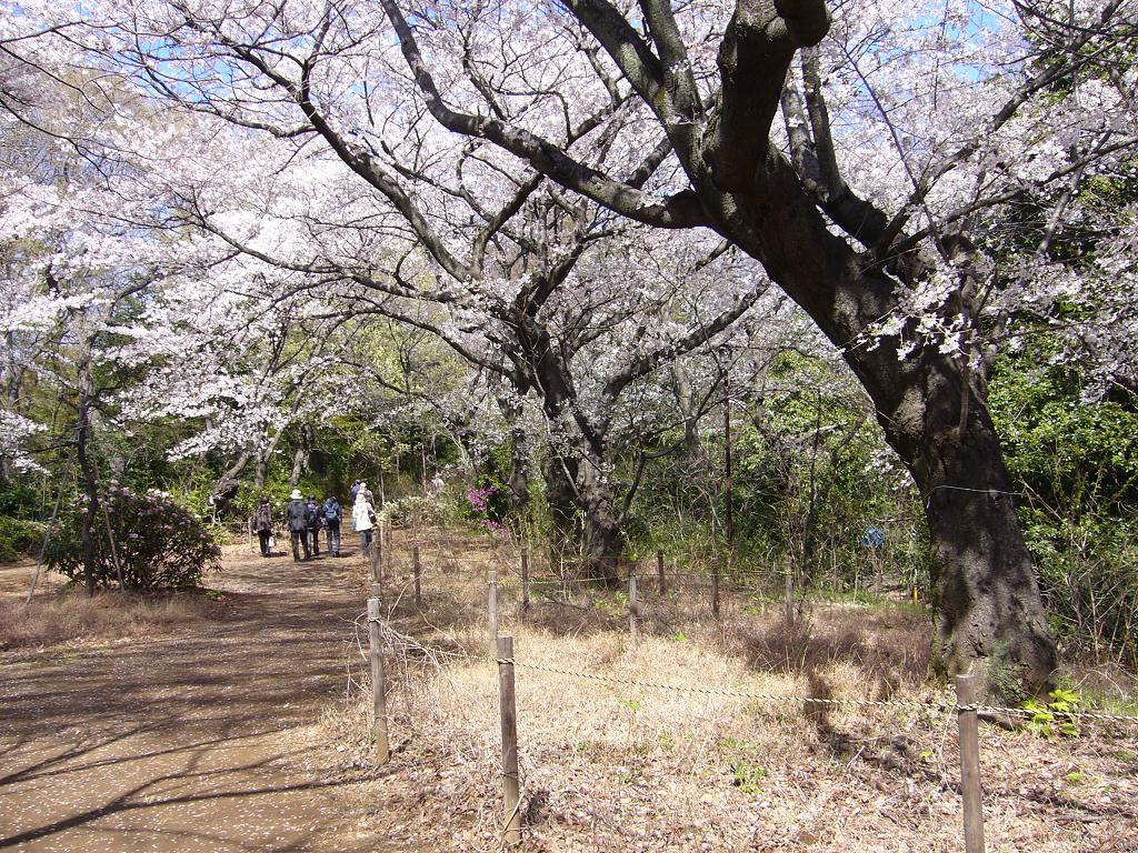 等々力渓谷へお花見にでかけました_b0112909_13223269.jpg