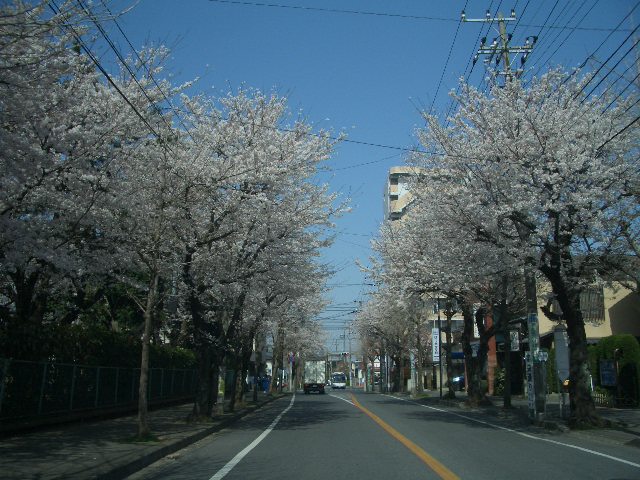 「２００８芽吹き時」_d0050713_16274955.jpg