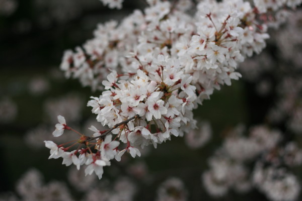 本日の桜。_a0100721_168687.jpg