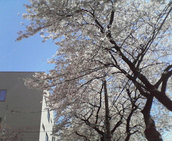 spring_d0136031_14425263.jpg