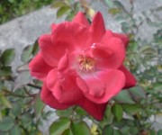 c0073332_10205297.jpg