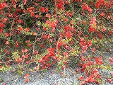 c0153740_21215729.jpg