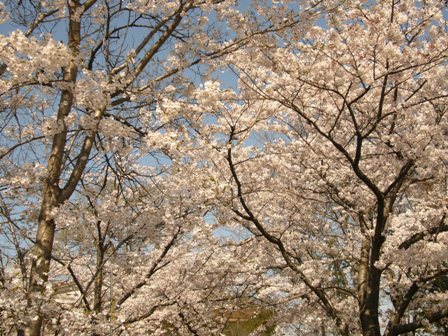 桜・さくら前線〔Ⅳ〕・・・（３１２）_c0122445_16141382.jpg