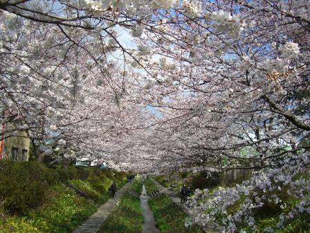 お花見♪_f0080745_19168.jpg