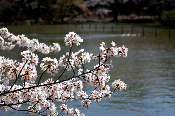 桜の散歩 in 善福寺_a0082146_0163615.jpg