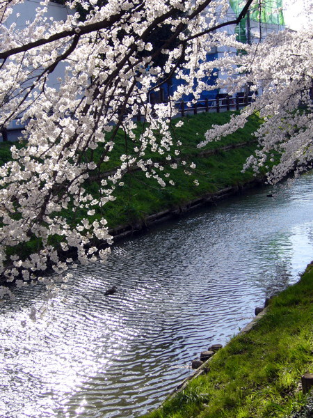 桜咲きて、サクラ知る。_b0042248_23394262.jpg