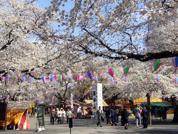 桜咲きて、サクラ知る。_b0042248_2342193.jpg