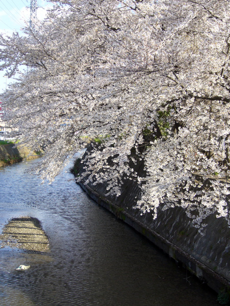 桜咲きて、サクラ知る。_b0042248_23431422.jpg