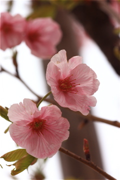 国際友好記念図書館前の「陽光桜」_e0014058_12295711.jpg