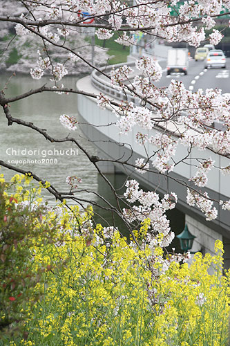 東京の桜＝千鳥ヶ淵_f0017458_23252173.jpg