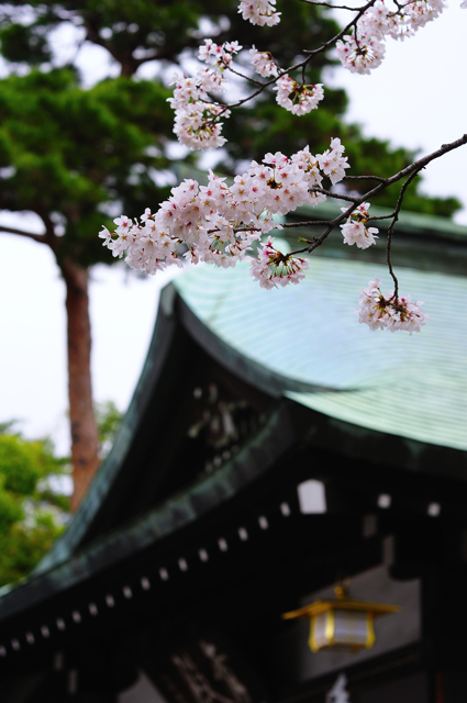 さくら、、、東伏見稲荷神社 。_f0136162_2158454.jpg
