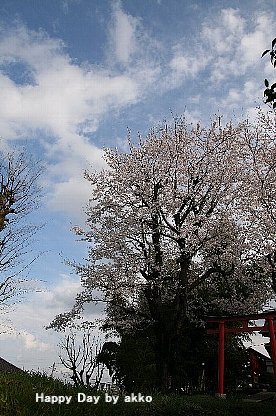 桜の木のある風景_d0152771_19491846.jpg