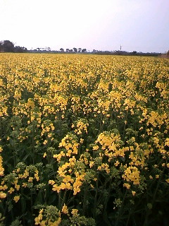 e0055980_22474164.jpg
