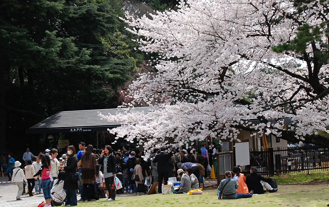 桜風景 新宿御苑 大木戸門から デジカメ散歩写真