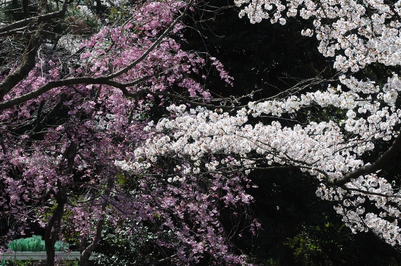 紅枝垂江戸彼岸桜と染井吉野桜＠馬事公苑_d0056382_833154.jpg