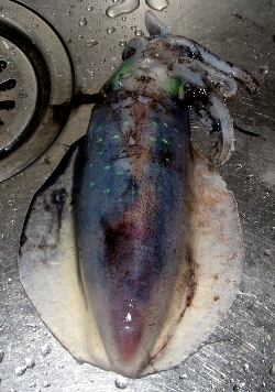 f0003283_6494182.jpg