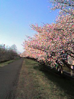 お花見/ SAKURA_d0090888_15582991.jpg