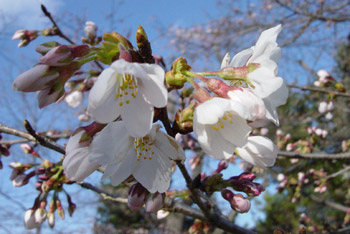 長瀞　桜　情報_a0098690_13311761.jpg