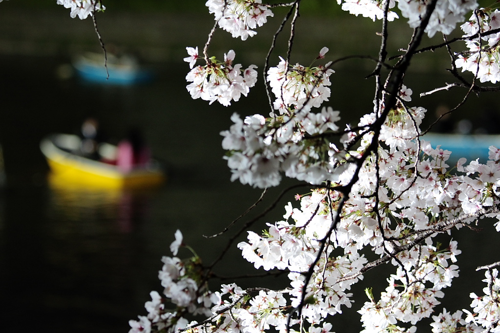 千鳥ヶ淵の桜_b0116600_22185280.jpg