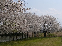 今年も花桃が咲きました_c0107402_23582933.jpg