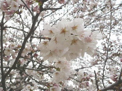 桜咲く・・・_e0116207_2193789.jpg