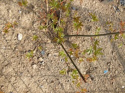 f0155707_1452337.jpg