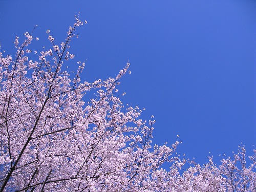 SAKURA..._c0141210_17401925.jpg