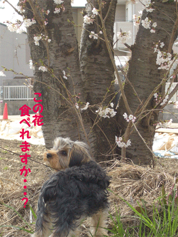 c0143711_1536266.gif