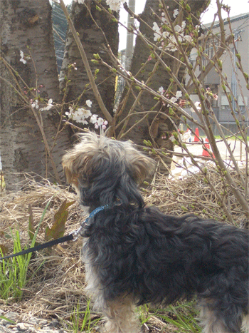 c0143711_15385265.gif